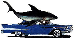 shark on car