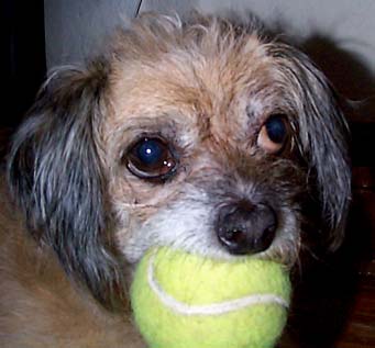 Chompo with tennis ball. the pictures are reverse in time. Go figure.